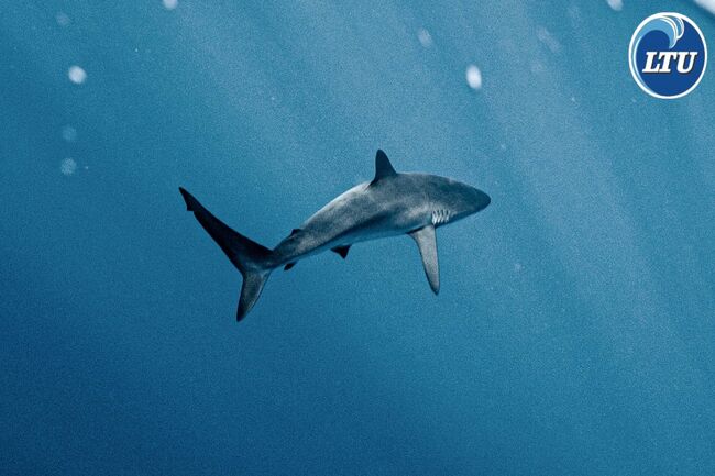 The Secrets of Sharks